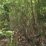 ImagImage of PANDANAN   LOMBOK BARAT WhatsApp Image 2025 07 18 at 07.47.44 1 150x150 Andremeda Pranadja Group Land for sale