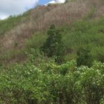 ImagImage of PANDANAN   LOMBOK BARAT WhatsApp Image 2025 07 18 at 07.47.44 150x150 Andremeda Pranadja Group Land for sale